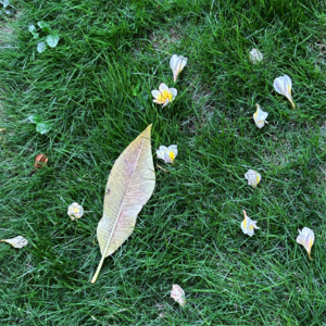 处暑时节 听小野丽莎出暑