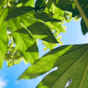 E22 芳疗 I 大自然是最好的医生：IFA 芳疗师聊「芳香疗法」