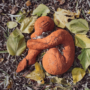 34. 和食物的关系也是我们和世界的关系