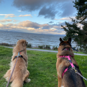 “为狗”移居新西兰,向往的生活过程也艰难曲折 | 毛朋友故事 02