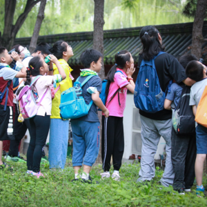 别忘了抬头看，在夹镜鸣琴【我们行走在圆明园】