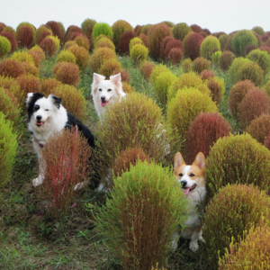 年度犬种特辑·边牧&柯基:是焦虑的天才,是倔强的斗士 | 毛朋友电台 11