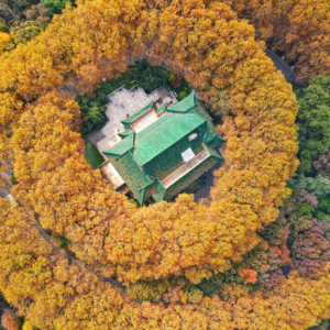 南京，梧桐绿荫里的城市