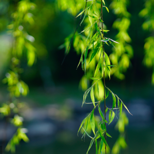 022-生命的本质是乐是痛？