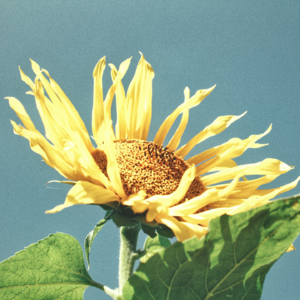 内耗人！求求！放情绪走吧！