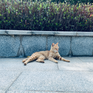 寥聊 SET 「LL」 —— 仰泳 Backstroke