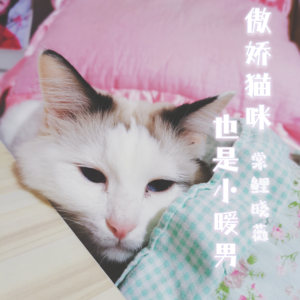 Vol.04傲娇猫咪也是我的小暖男