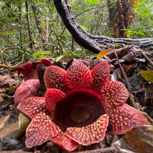 Vol.60 野花总比家花香之 旅行中的植物（和鸟）
