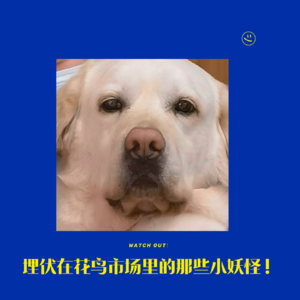 第三回 妖 | 埋伏在花鸟市场里的那些小妖怪！