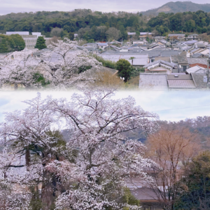 #14 我的目的是理解东亚、理解人类——与留日的韩国前辈对谈