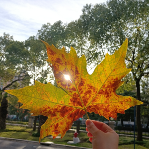 #17 寒假快乐：假期不等于完全躺平｜成年人学习特点｜《遗愿清单05