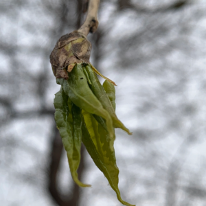 003.绝不妥协的少数派｜塔勒布哲学 01