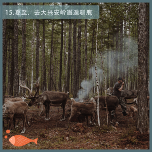 15.夏至,去大兴安岭邂逅鄂温克族驯鹿