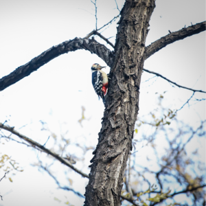 请教我怎么防止脑震荡吧，大斑！【我们行走在圆明园】