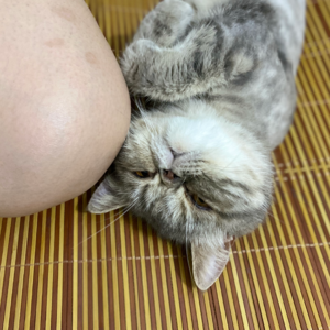 10. 肥肥一只好吃懒做，听得懂我情绪，大名叫猴子的加菲猫