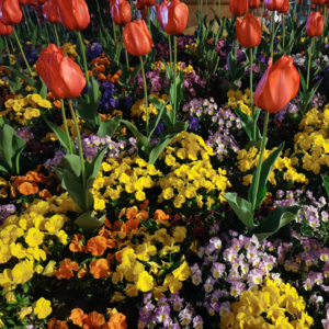 VOL64.在上海很幸福：期待和我的朋友们见面。