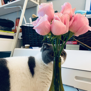 hh. 新春故事｜居家凑仔/聚众吸猫。