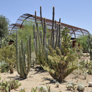 023 植物园景观 美国凤凰城沙漠植物园
