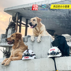 E698. 从汶川回来后，我花300万训练出中国的搜救犬