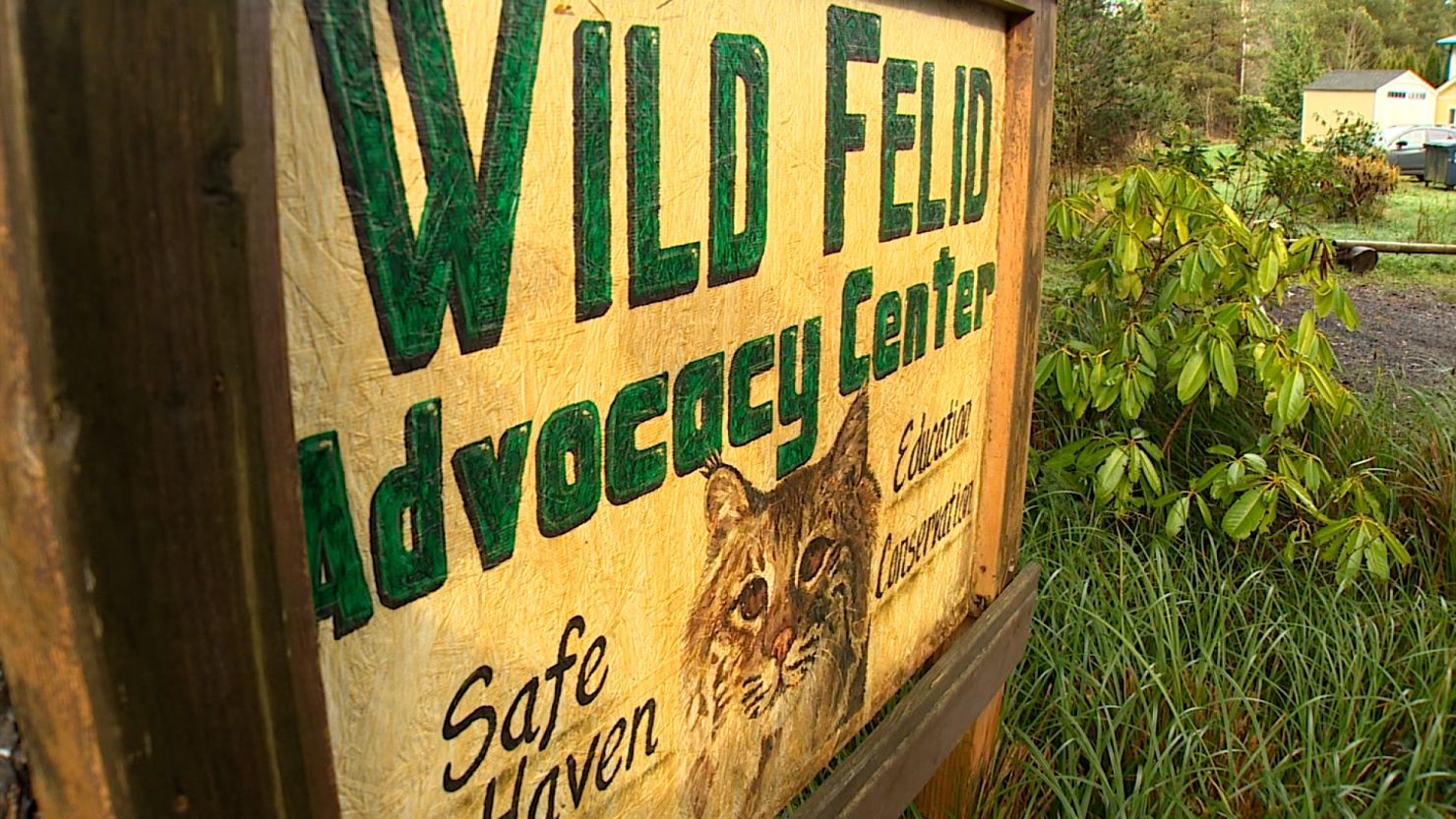 20 big cats killed by the bird flu at Washington sanctuary | CNN