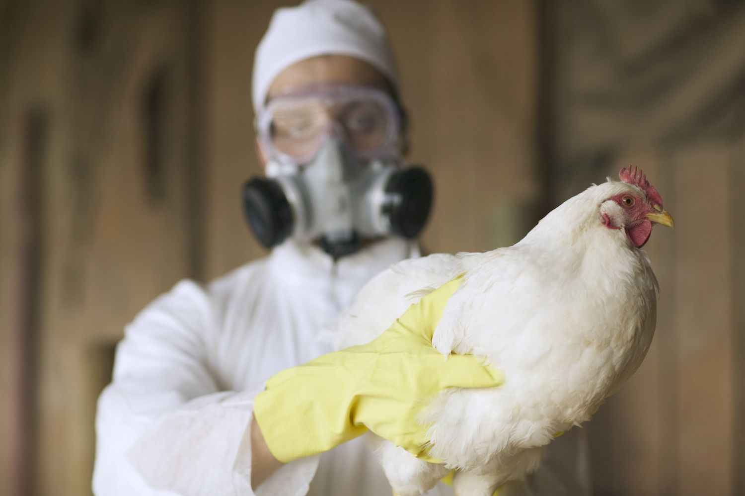 First 'Severe' Human Case of Bird Flu in U.S.