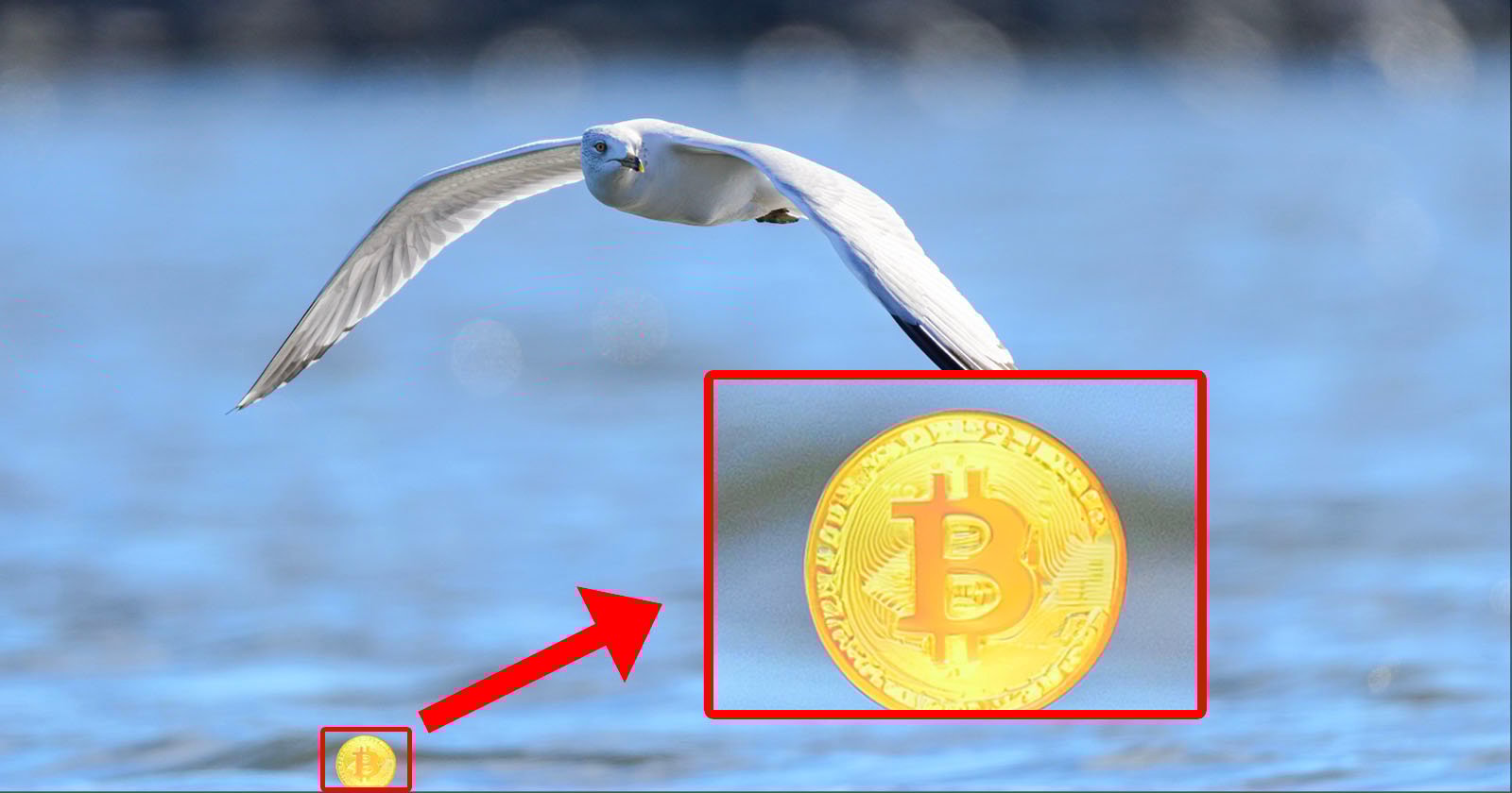 Adobe's Generative AI Jumps The Shark, Adds Bitcoin to Bird Photo