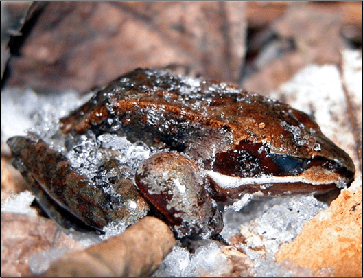 Frozen Wood Frogs